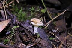 Russula marangania