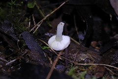 Russula marangania