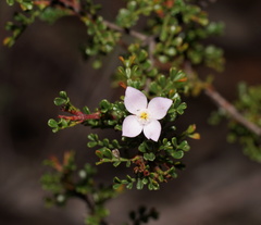 Boronia microphylla