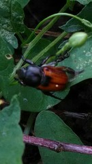 Anisoplia austriaca