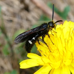 Scolia sexmaculata