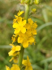 Agrimonia procera