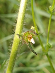 Agrimonia procera