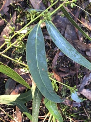 Eucalyptus fulgens