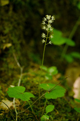 Tiarella