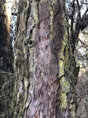 Eucalyptus fulgens