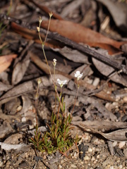 Mitrasacme polymorpha