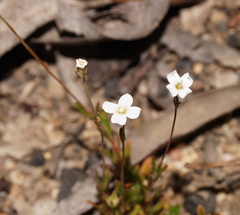 Mitrasacme polymorpha