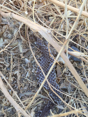 Dolichophis jugularis