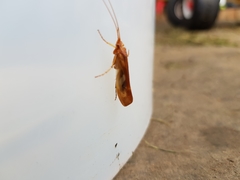 Limnephilus rhombicus