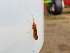 Limnephilus rhombicus