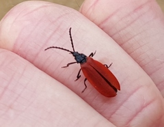 Macrolygistopterus rubripennis