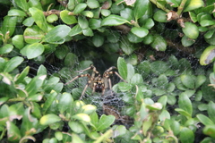 Agelena labyrinthica