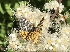 Arichanna melanaria