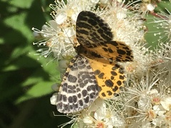 Arichanna melanaria