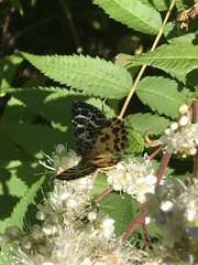 Arichanna melanaria