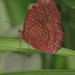 Common Palmfly - Photo (c) big-simonchan, some rights reserved (CC BY-NC), uploaded by big-simonchan
