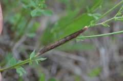 Euclidia glyphica