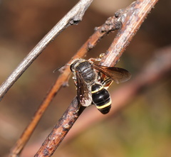 Austrogorytes bellicosus