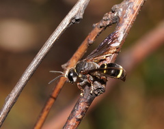 Austrogorytes bellicosus