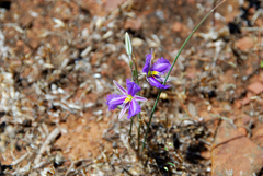 Thysanotus baueri