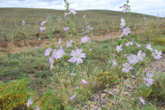 Malva weinmanniana