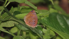 Arhopala centaurus nakula
