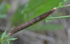 Euclidia glyphica