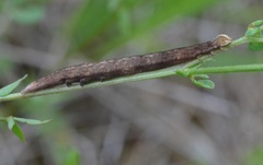 Euclidia glyphica