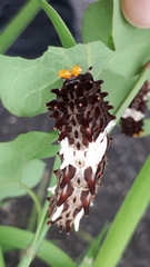 Byasa alcinous alcinous