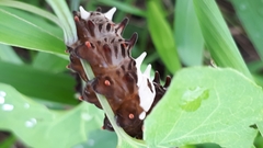 Byasa alcinous alcinous