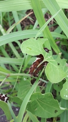 Byasa alcinous alcinous