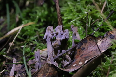 Clavulina tasmanica