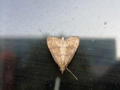 Udea fulvalis