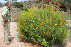 Petalostylis labicheoides