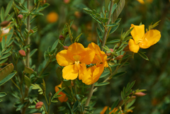 Petalostylis labicheoides