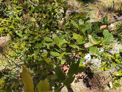 Quercus vacciniifolia