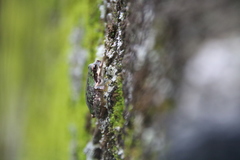 Hyla japonica
