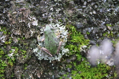 Hyla japonica