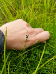 Isolepis cernua cernua