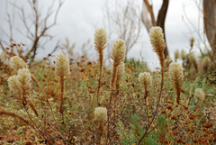 Ptilotus nobilis