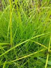 Isolepis cernua cernua