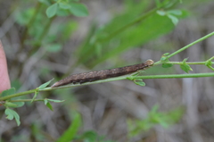 Euclidia glyphica
