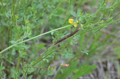 Euclidia glyphica