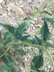 Scrophularia desertorum