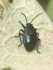 Largus convivus