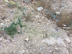 Scrophularia desertorum