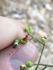 Scrophularia desertorum