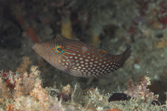 Canthigaster janthinoptera