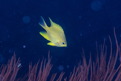 Amblyglyphidodon aureus